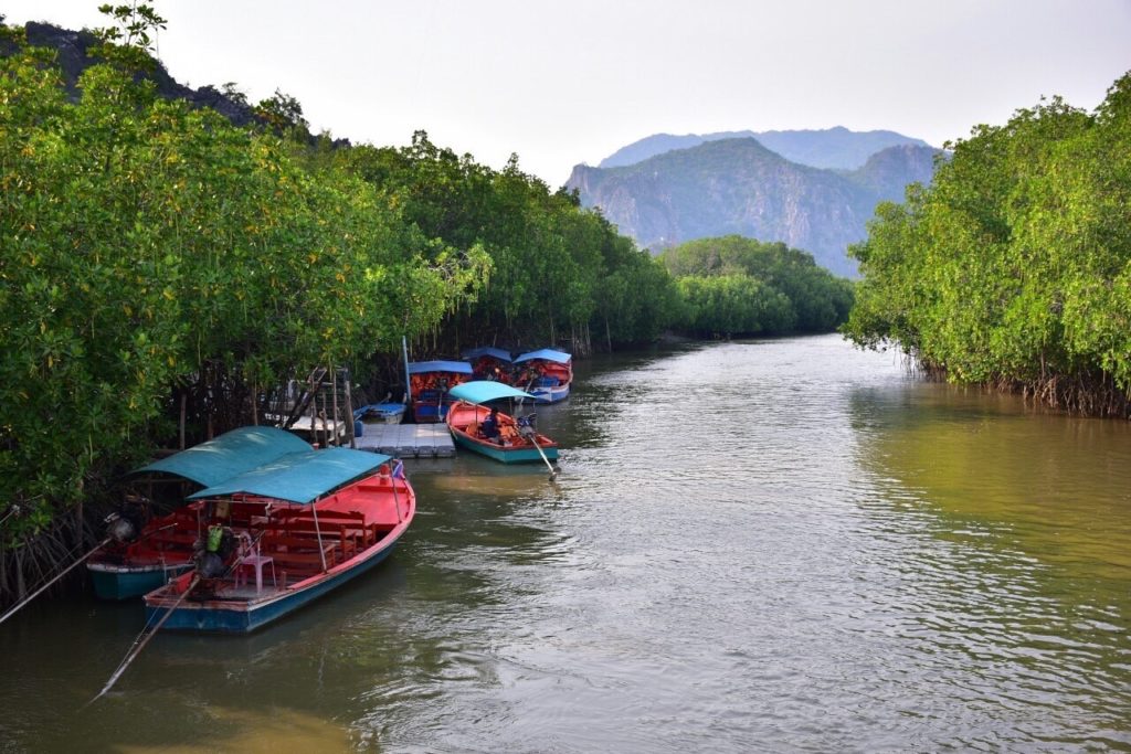 ป่าชายเลนวนอุทยานปราณบุรี