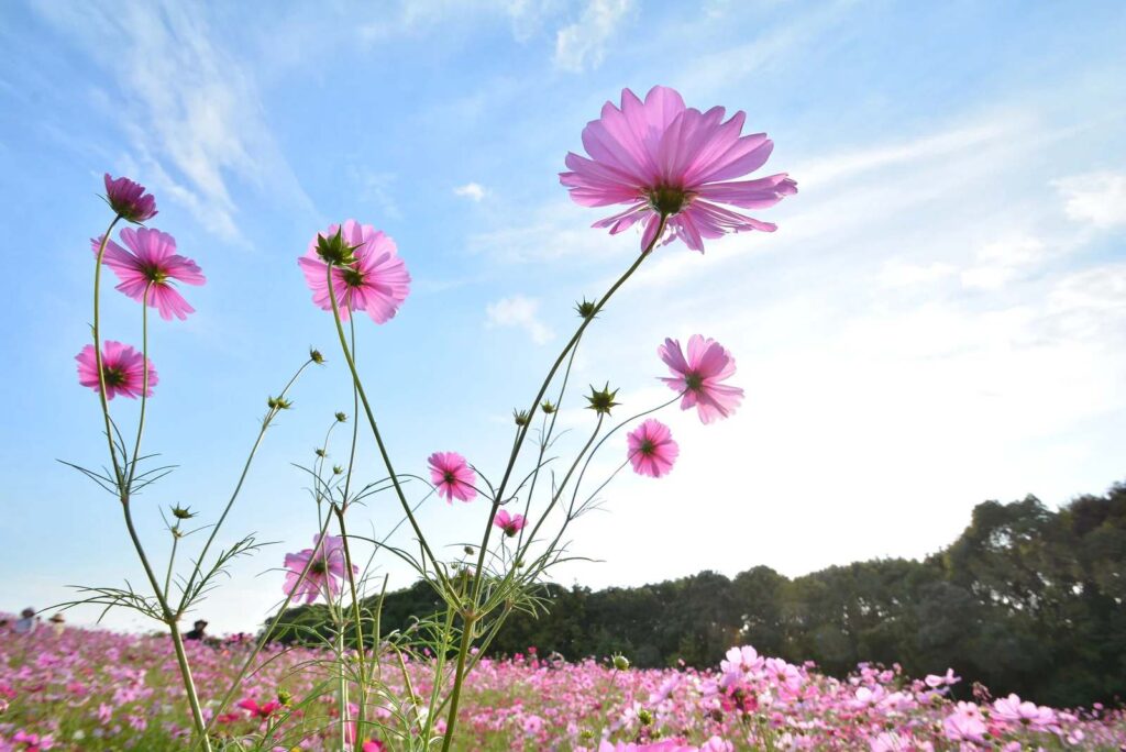 สวนคอสมอสเมืองแกน จ.เชียงใหม่
