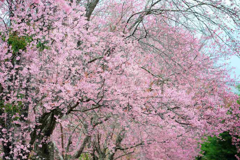 ภูลมโล