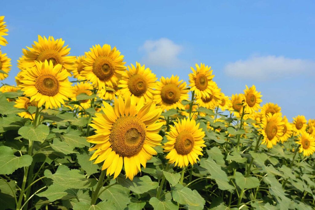 ทุ่งทานตะวันเขาใหญ่