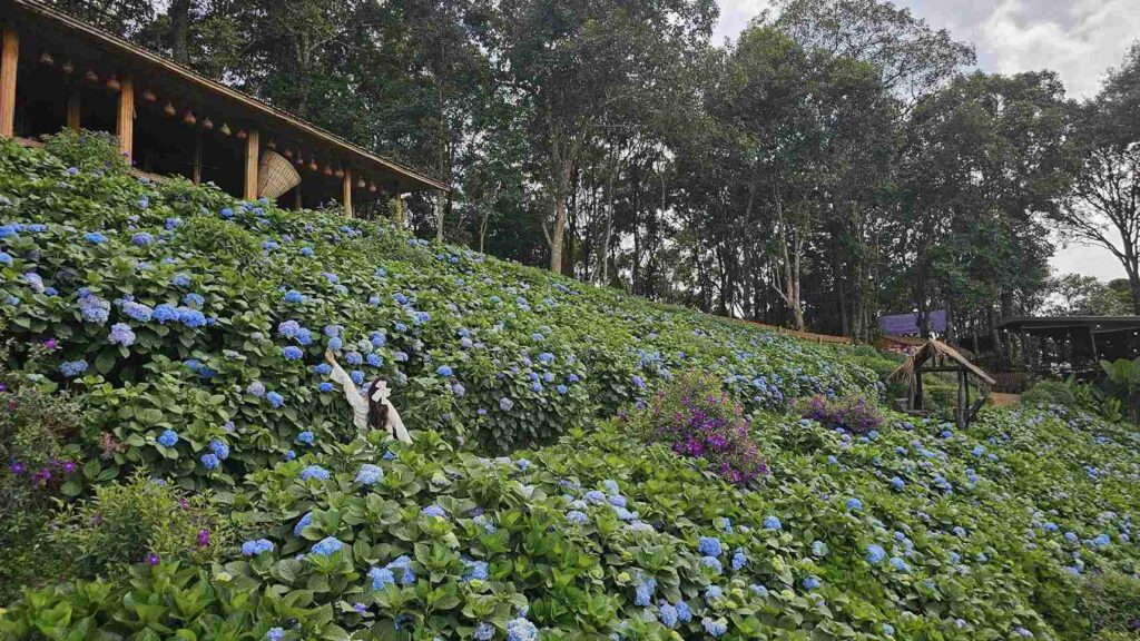 ยอดดอยม่อนแจ่ม