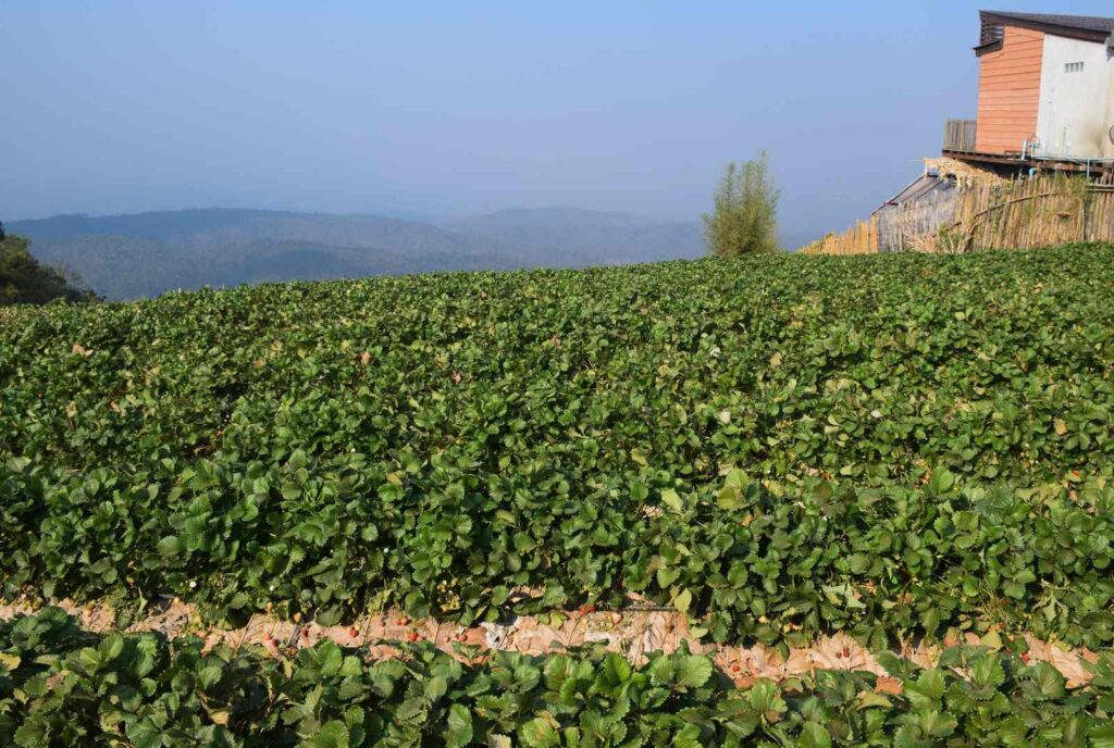 สวนสตรอว์เบอร์รี โครงการหลวงหนองหอย