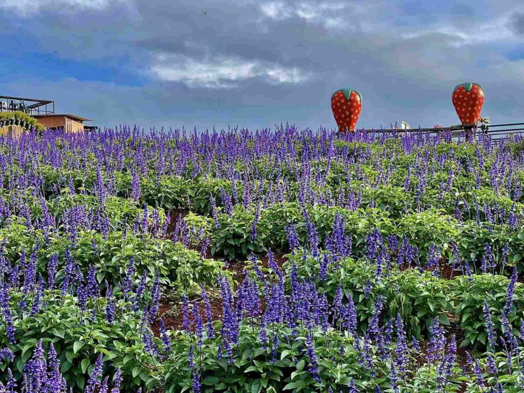 ไร่สตรอเบอรี่ปลายฟ้า