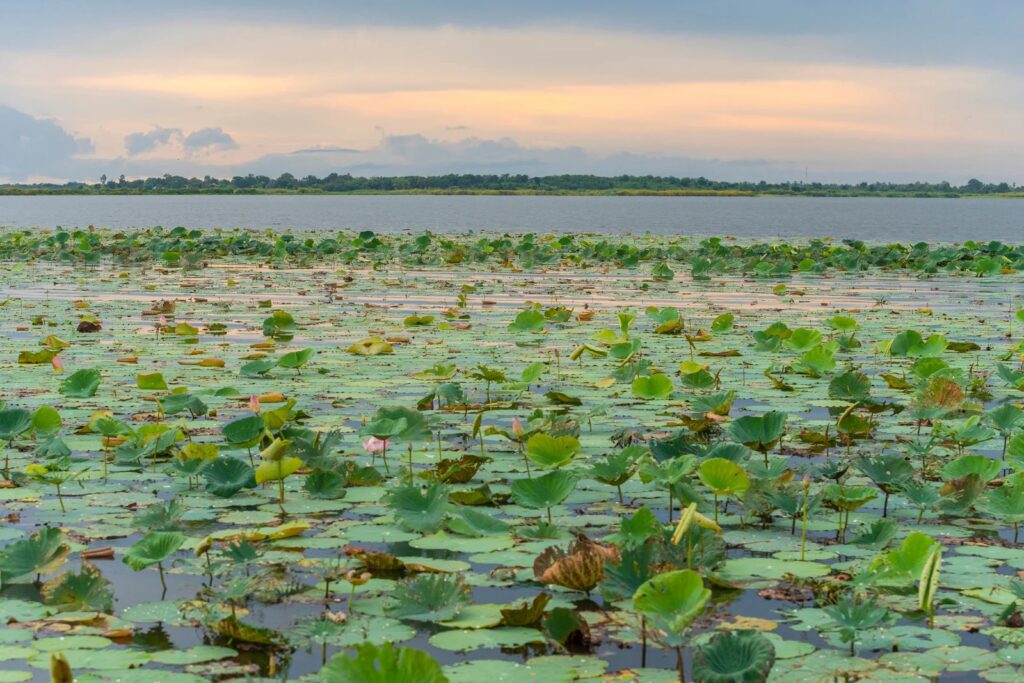 บึงบอระเพ็ด จังหวัดนครสวรรค์