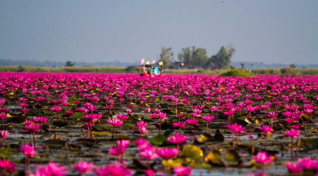 ทะเลบัวแดง จังหวัดอุดรธานี