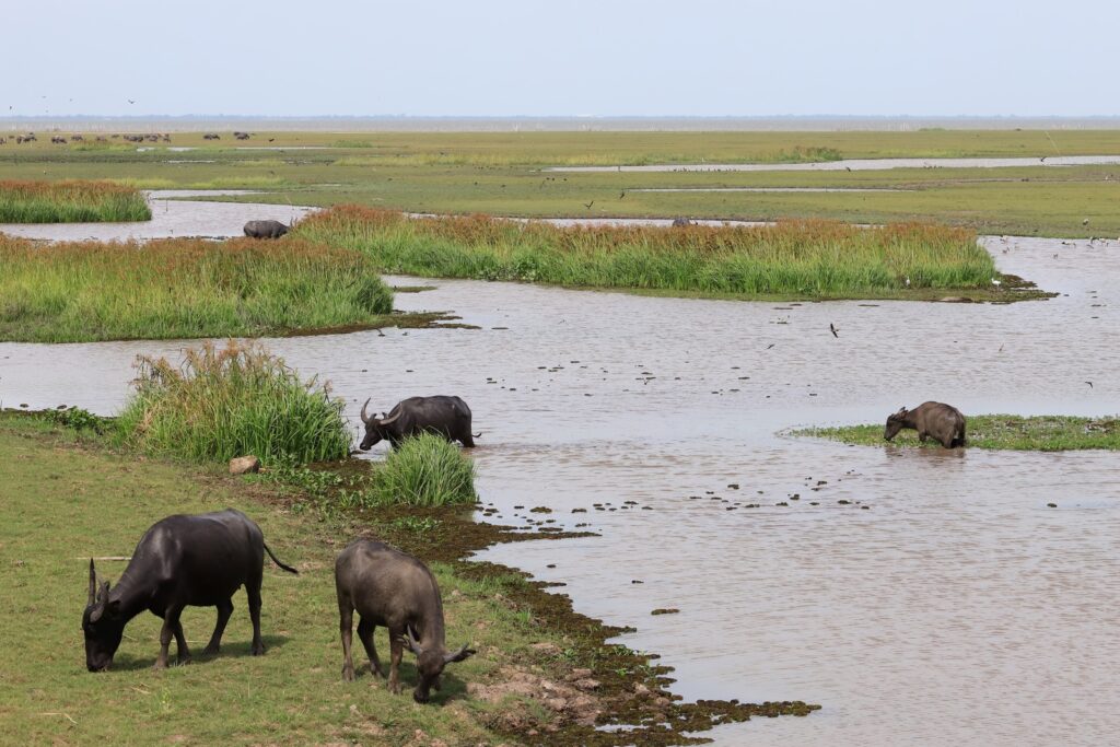 ทะเลน้อย จังหวัดพัทลุง
