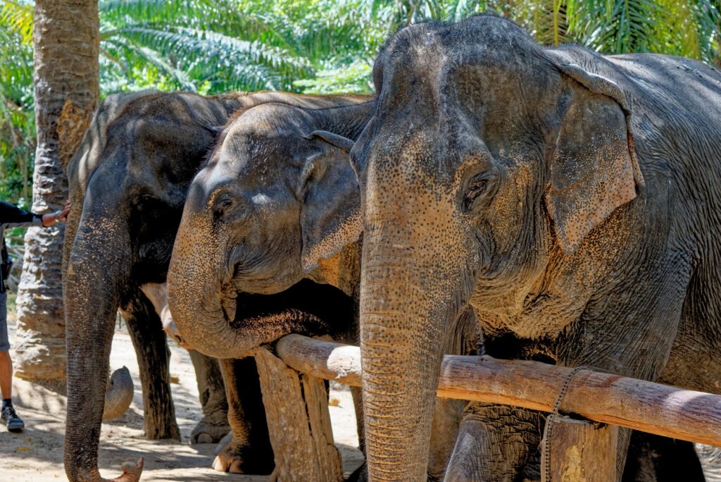 ศูนย์อนุรักษ์ช้าง จังหวัดกระบี่