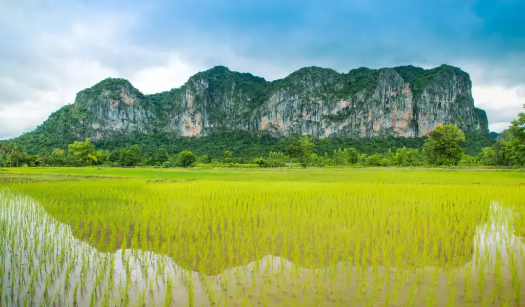 จุดชมวิวหนองสมอ