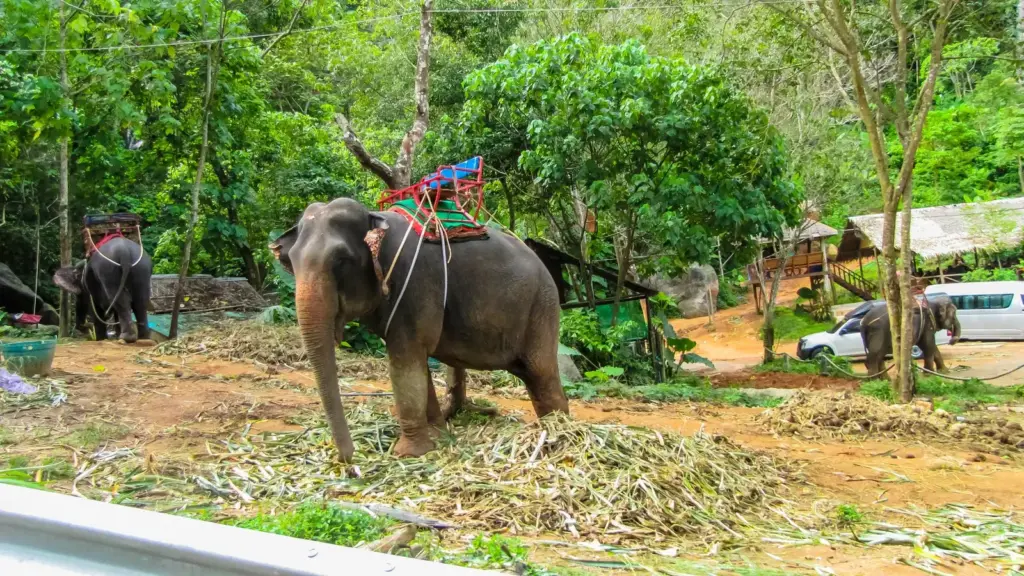 ช้างกำลังกินอ้อยที่ Phuket Elephant Sanctuary