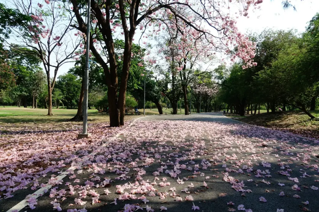 ดอกไม้ร่วงบริเวณทางเดิน