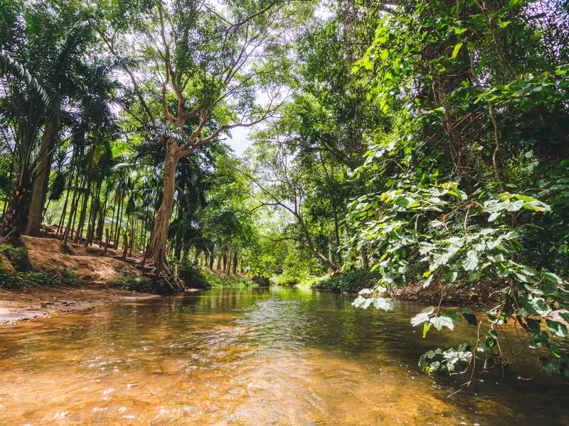ลำธารบนภูเขาในป่าที่สวนผึ้ง